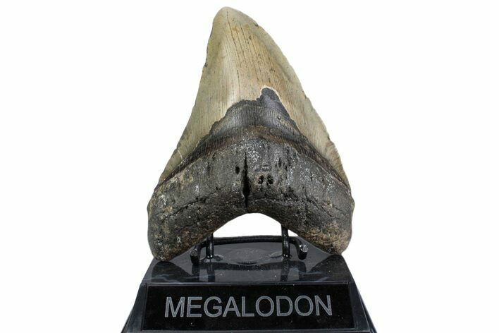 Fossil Megalodon Tooth - North Carolina #379228